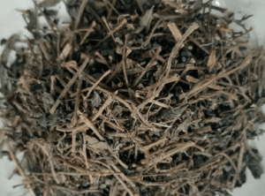 Tác dụng của cây thuốc dòi đối với phổi