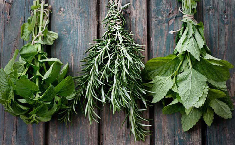 So sánh tác dụng cây thuốc Dòi Tím với các dược liệu khác