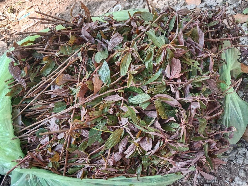 Thành phần hóa học của cây thuốc dòi và tác động đến phổi