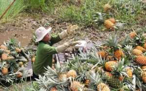 cách nhận biết thơm ngon