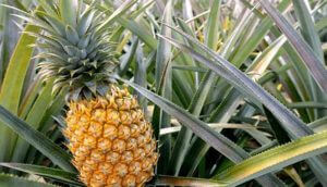 Dứa sấy có tác dụng gì đối với hệ miễn dịch?