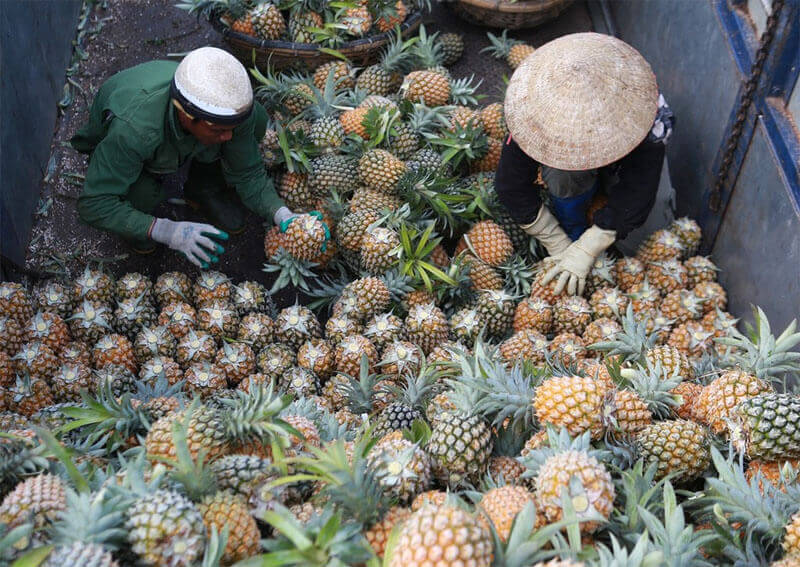 So sánh các loại trái thơm phổ biến