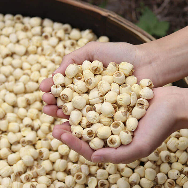 Đặc điểm của hạt sen sấy thăng hoa