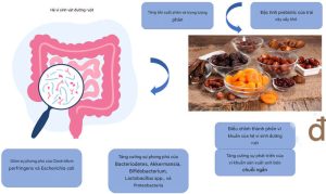Trái cây sấy thăng hoa có tốt cho hệ tiêu hóa không?