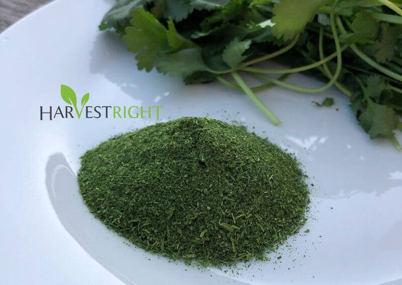 bột rau mùi sấy thăng hoa
