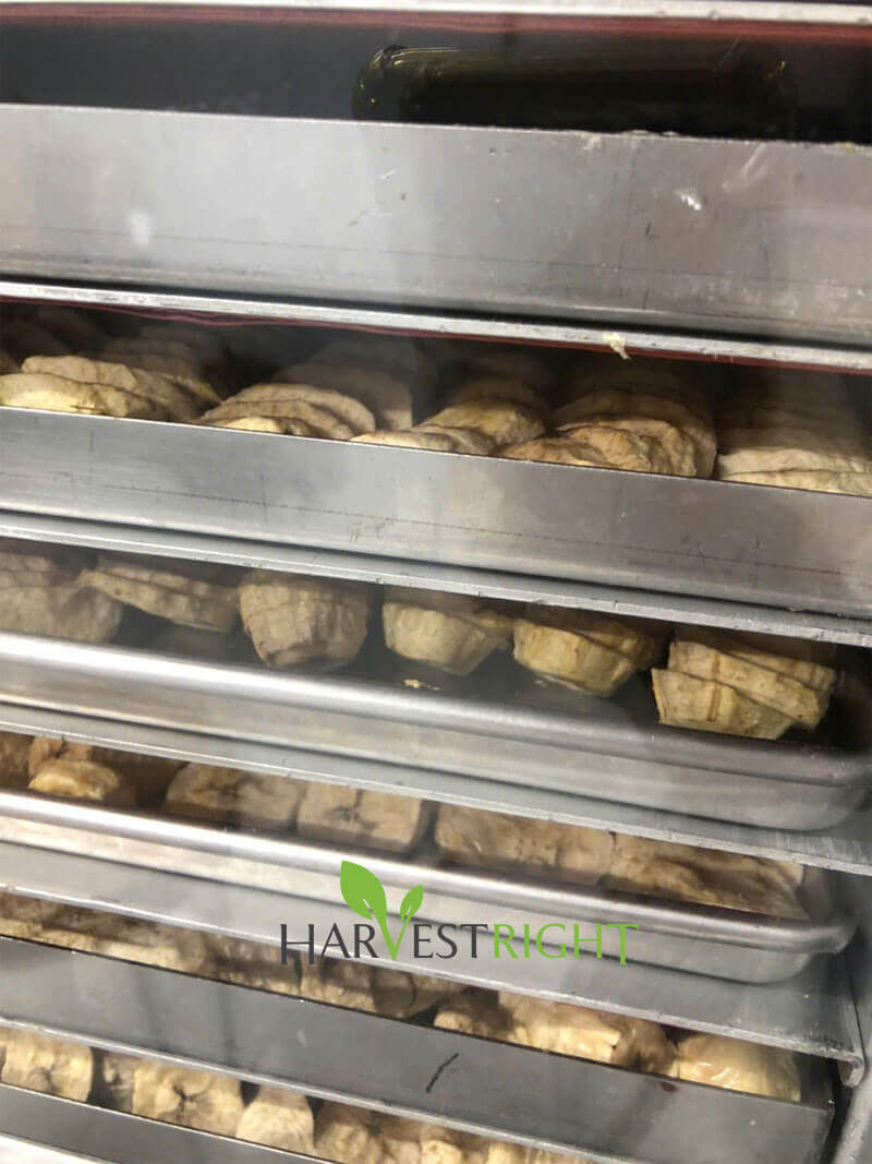 Tiện ích của dịch vụ gia công sấy trái cây