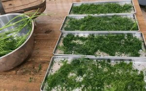 Máy sấy thăng hoa mini có thể sấy được thảo dược không?