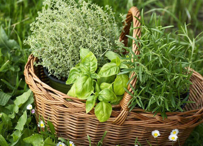 thảo dược sấy được bằng máy sấy thăng hoa không