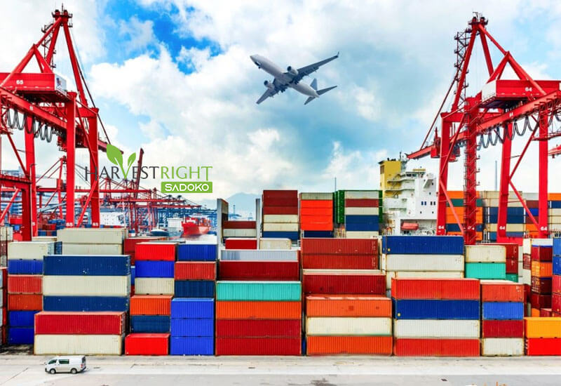 Tại Sao Dịch Vụ Sấy Thăng Hoa Là Lựa Chọn Tối Ưu Cho Ngành Xuất Khẩu?
