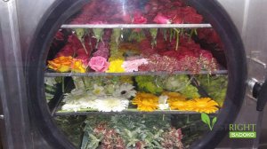 Sấy hoa trang trí, trà hoa, thảo mộc bằng công nghệ thăng hoa