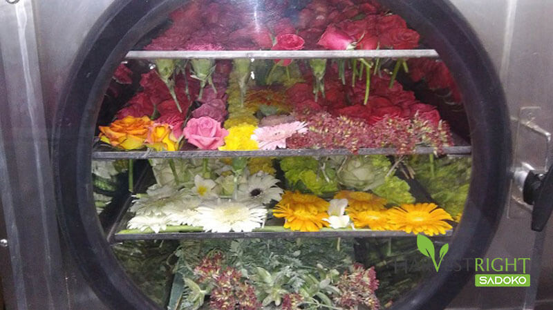 Sấy hoa trang trí, trà hoa, thảo mộc bằng công nghệ thăng hoa