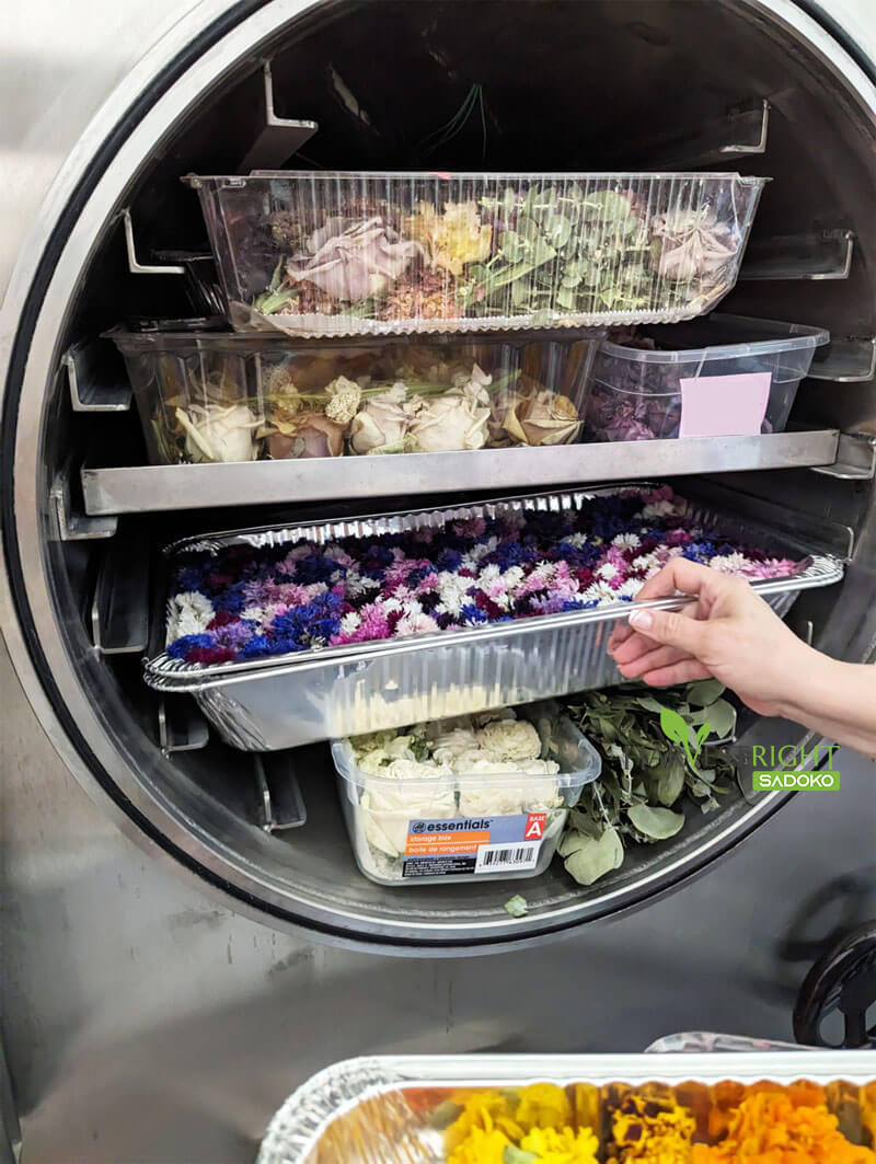 Lợi ích của sấy thăng hoa trong bảo quản hoa trang trí, trà hoa, thảo mộc