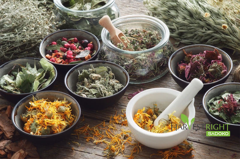 Thực phẩm Sấy Tự Nhiên