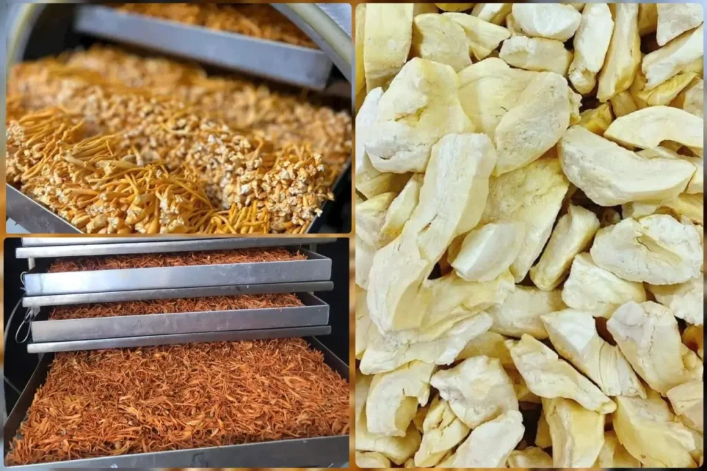 Ứng dụng và các loại máy sấy thăng hoa phổ biến