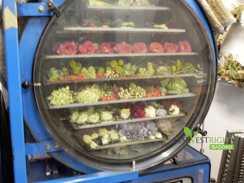 Xu hướng sấy thăng hoa phát triển và tiềm năng ứng dụng trong tương lai